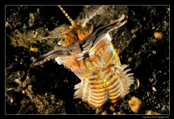 Bobbit Worm, Lembeh Straits, 
D300, YS-110a strobes by Kay Burn Lim 